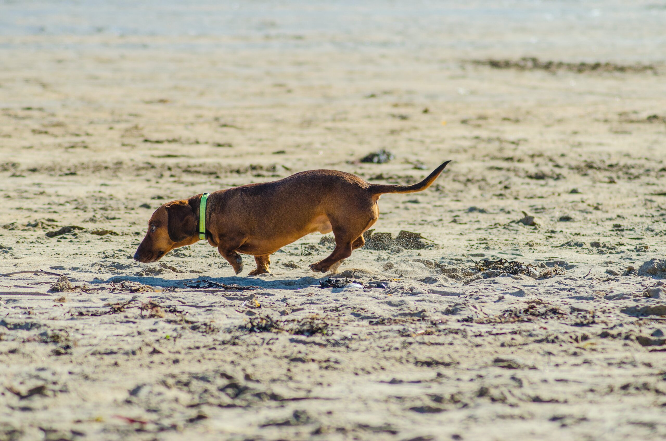 「犬の嗅覚」には秘められたとてつもない能力があった！ただ、においを感じ取れるだけではないその能力とは…！